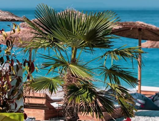Havana